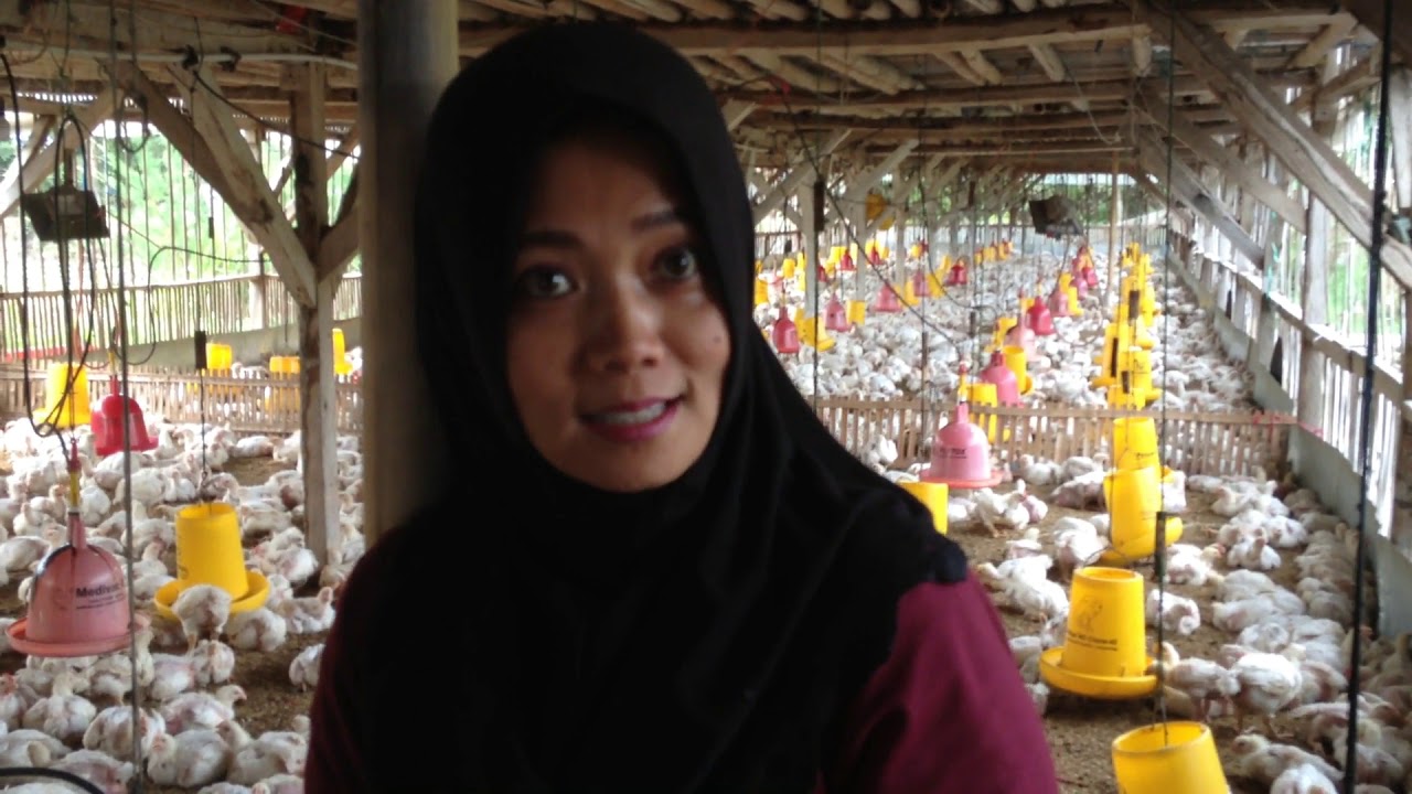 Melihat proses penjarangan dan peluang bisnis di peternakan ayam potong
