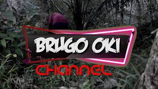 PIKAT AYAM HUTAN (BRONDONG) OKI 2