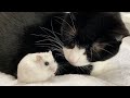 可愛すぎませんか⁉️究極の『癒し』と『笑い』❤️🐭🐾笑　【76】The ultimate "healing" and "laughter" for you.🍀😆