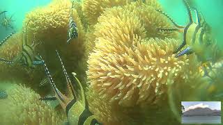 Download Lagu Nemo Livestream from the Lembeh Strait, Indonesia! MP3 Download Lagu Nemo Livestream from the Lembeh Strait, Indonesia! MP3