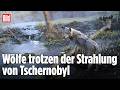TSCHERNOBYL: Diese Wölfe trotzen Strahlung – und geben Medizinern Hoffnung gegen Krebs