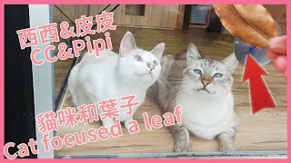 貓和葉子 Cat Focused a leaf #shorts by 小屁孩TV 155 views 3 years ago 46 seconds