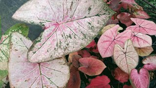 Paket Keladi Hybrid Cantik 7plant 100k II SobatFlo Caladium 0889 9170 6649