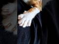 This cat has fingers! 😳🐾 #cat #adorably #kitten #cutecats #cute #funny #suspense #shortvideo #viral