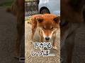 下がったり、上がったり…分かりやすい、力丸のしっぽ！ #柴犬 #柴犬のいる暮らし #柴犬の日常 #しっぽ #力丸