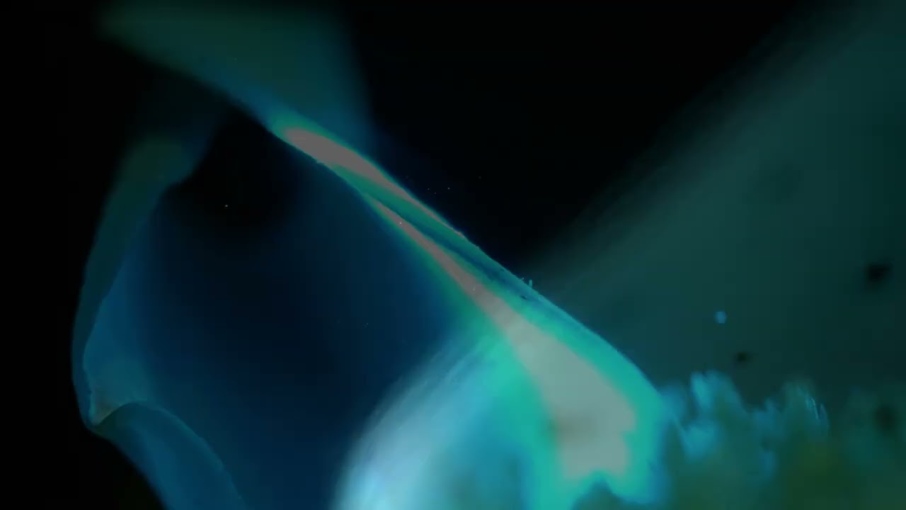 Green Elf Cup fungus spore release + Surfing on Sine Waves "Portreath Harbour" Polygon Window / AFX