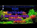 ТОП РАСТЕНИЙ С МИНИМАЛЬНЫМ УХОДОМ #АКВАМЕН