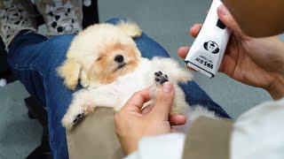 Poodle Puppy grooming for the first time ‖ pet groomer