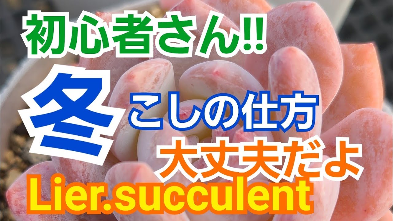 多肉植物 初心者さん 冬こしの仕方 考え方 楽しくね Youtube