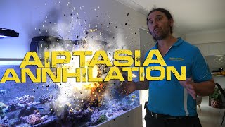 Aiptasia Annihilation — Gallery Aquatica TV