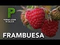 Framboise culture proprits  permaculture en galice