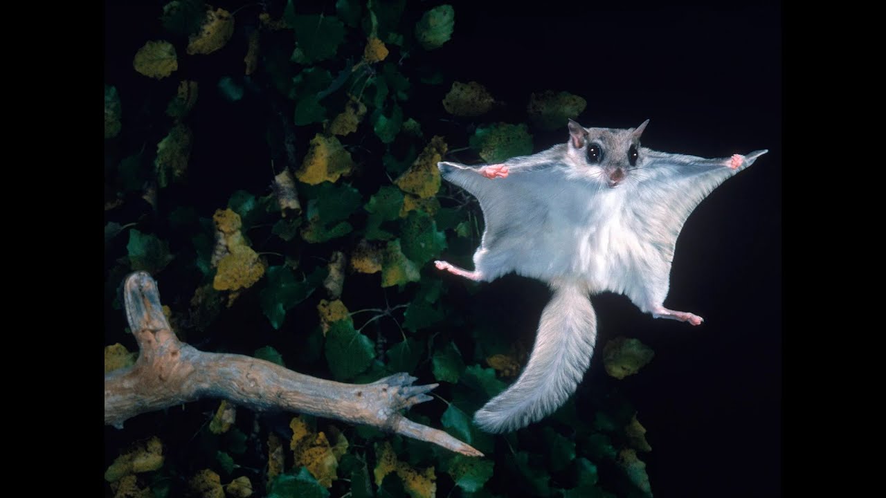 The Evolutionary Journey of Flying Squirrels (Pteromyini)