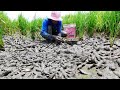 Amazing fishing exciting - a fisher boy found &amp; catch a lot of fish after dry water