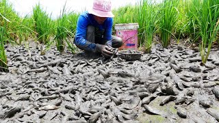 Amazing fishing exciting - a fisher boy found &amp; catch a lot of fish after dry water