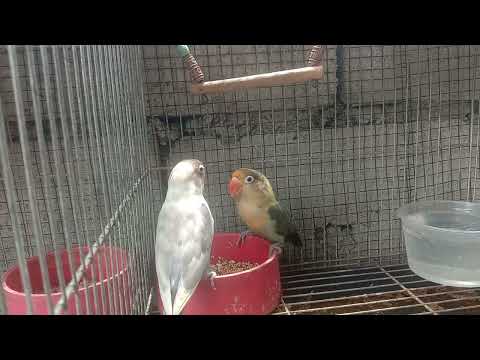 ENJOYED EATING AFRICAN BIRD'S #birds #birdslover