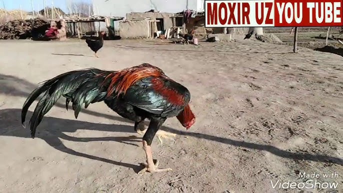 Abortdan keyin eshak jinsiy aloqa qilish mumkinmi? Qora va qozoq jinsi