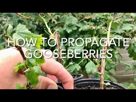 Video: Å dyrke stikkelsbær fra stiklinger - hvordan forplante stikkelsbær