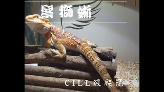 【鬆獅蜥】Part 1 鬆獅蜥的背景資料以及有趣行為