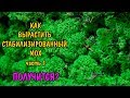 КАК ВЫРАСТИТЬ МОХ. МАТ ИЗ МХА. часть 1.