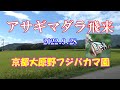 京都大原野フジバカマ園 2022 9.28  アサギマダラが飛来しました