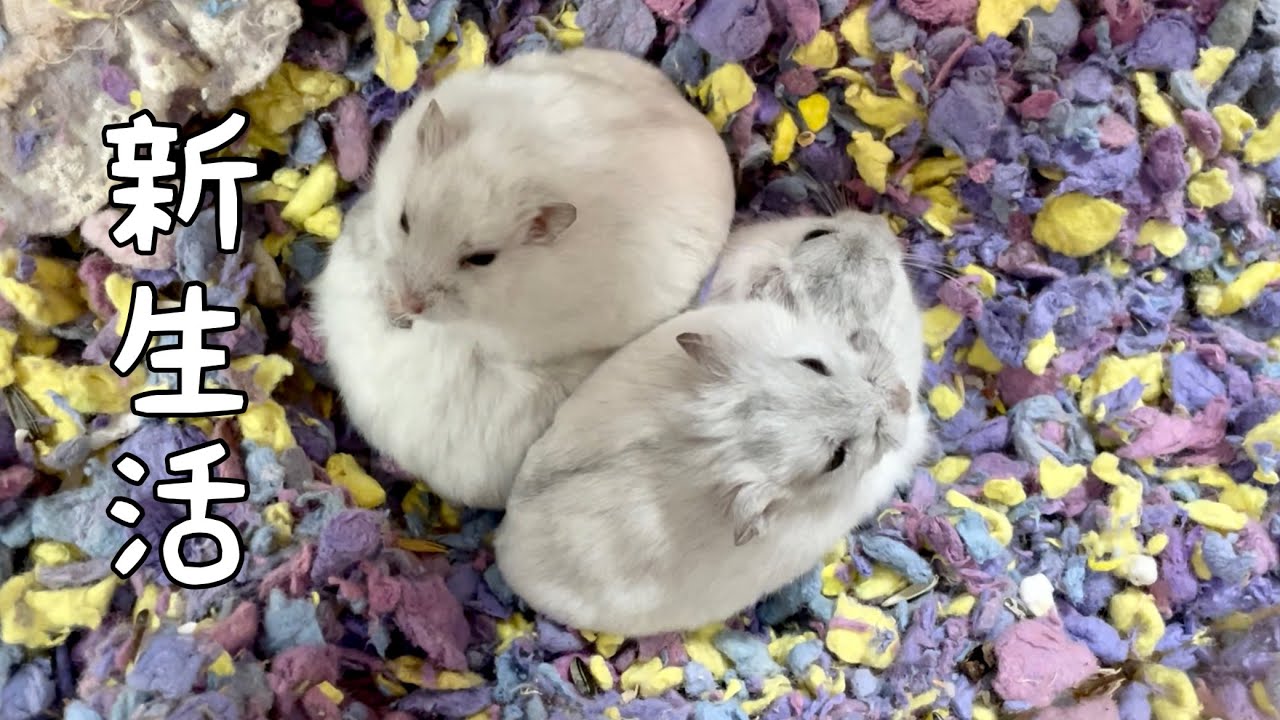 お別れしたハムスターたちのその後の様子 - YouTube お別れしたハムスターたちのその後の様子 - YouTube