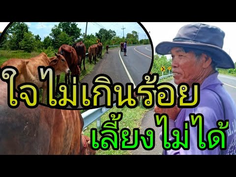 เลี้ยงวัวข้างถนนใหญ่!!!ทั้งรถบรรทุกรถพ่วงวิ่งผ่านวิถีชีวิตของคนเลี้ยงวัว