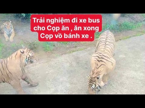 Video Trải nghiệm đi xe bus cho Cọp ăn , có 1 0 2 ở Mỹ Quỳnh... - youtube
