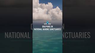 Meet the Dolphins of Your National Marine Sanctuaries