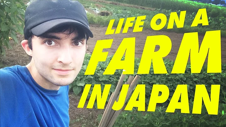 My Life on a Japanese Farm (WWOOF JAPAN) - DayDayNews