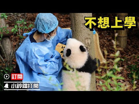 《熊貓早晚安》報告奶媽！今天本熊不想學爬樹，就想玩～ | iPanda熊貓頻道