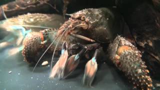 脱皮の兆候 食べられるエビを 脱皮の兆候 食べられるエビを