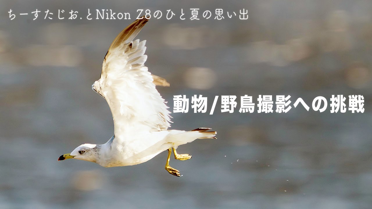 Nikon Z8】超望遠レンズで野鳥撮影/動物撮影に挑戦してみた