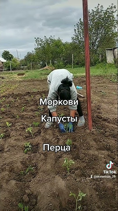 #саженцы#рассада#сад#огород#дача#весна#крым - YouTube