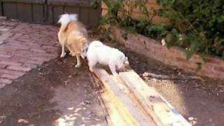 ICELANDIC SHEEPDOG puppies 7-4-09 by kilja1 1,472 views 14 years ago 1 minute, 24 seconds