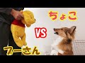 プーさんのぬいぐるみと本気で戦うシェルティちょこ