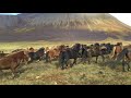 Icelandic Horse Roundup 29 09 2017