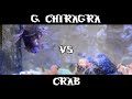 Gonodactylus chiragra vs crab