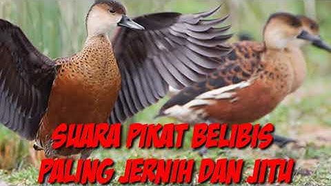 suara pikat belibis paling jitu‼️silakan di coba || para senior semua mengunakan suara pikat ini 💯%
