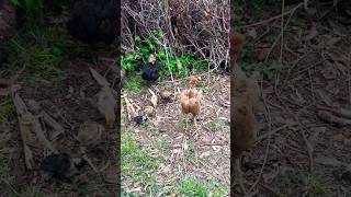 #hen