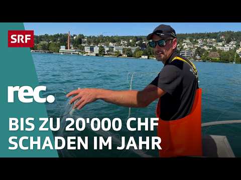 Schweizer Seen am Limit - Zu viele Boote, SUPs ...