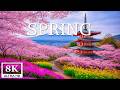 Spring Blossoms 8K Aerial 🌸 Soaring Above Tulip Valleys, Sakura Gardens and Dreamlike Morning Light