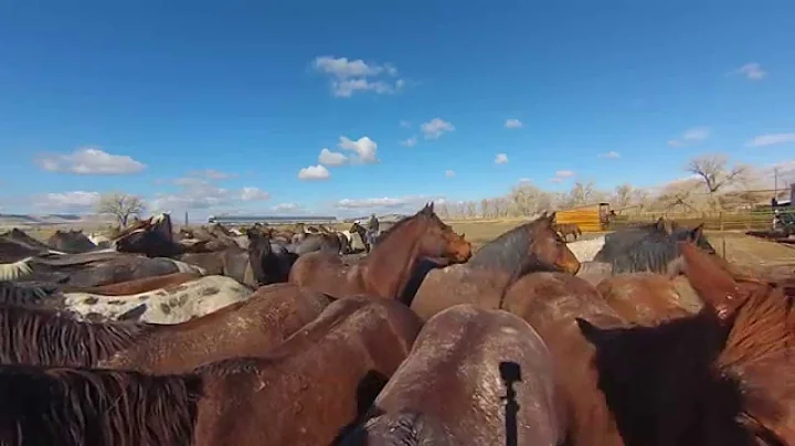 Remuda-horses facing the rope * TS & Spanish Ranch...