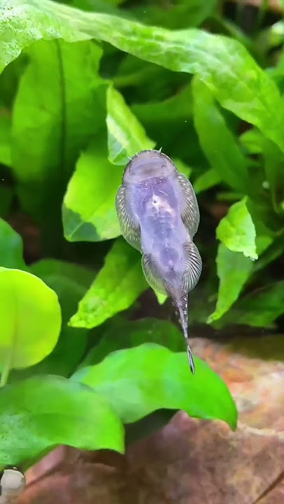 #смешные #животные #приколы Телеграм  канал https://t.me/funny_paws_video