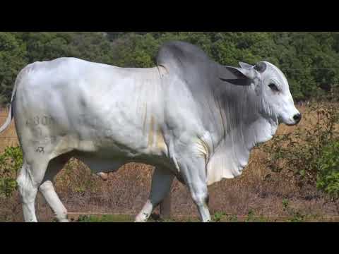 LOTE 99 - 7658 | 42º MEGA LEILÃO ANUAL CARPA TOUROS