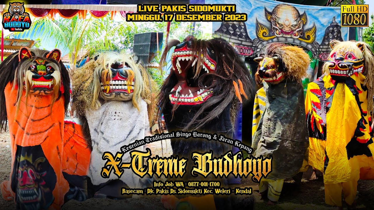 Rampak Barongan Xtreme Budoyo Babak Pagi 🔴LIVE Pakis Sidomukti 17/12/23 #rafabudoyo #barongankendal