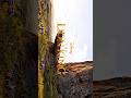 Disnep THE LION KING | #4kfullscreenstatus #aestheic #disney