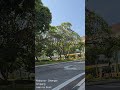 AP07 - Flower blooming tree at road side  #travel #malaysia  #ampang