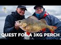 Fishing for worlds biggest perch  westin fishing