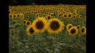 A Photo Walk Through Sunflower Fest I Myrtle Beach, SC