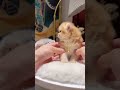 この子猫で心がやわらかくなります。 #猫 #子猫 #可愛い